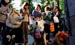 奇怪：为什么日本人在座间神社里祝福的是狗和猫，而不是孩子？