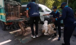 霹雳州行政长官称，州政府将组织“诱捕-绝育”计划，以解决流浪狗问题