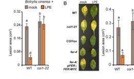 溶磷脂酰乙醇胺通过促进ja信号和ros稳态来触发对坏死细胞的免疫