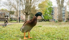 在网上引起轰动的超高鸭子雕像揭幕
