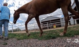 房主用门铃摄像头感谢消防员扑灭采石场大火