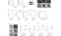 研究表明，细胞外囊泡也可以传递来自非人类细胞的信息