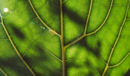 欧盟绿色创新计划授予50名研究人员奖学金和合作伙伴公司安置