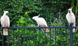 在悉尼南部发现20多只凤头鹦鹉因“故意”中毒而生病或死亡后，政府发起了呼吁