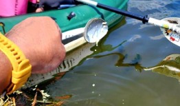 被放归野外的宠物可能是入侵物种，造成生物多样性的丧失