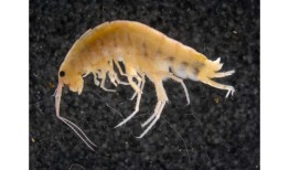 终于被发现：60年后，奇怪的产卵哺乳动物终于被重新发现