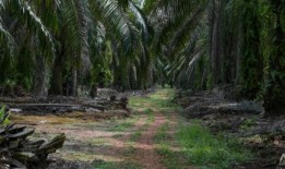 在马来西亚雪兰莪海岸的黄金地段，一个原住民部落为保住祖传的土地而战