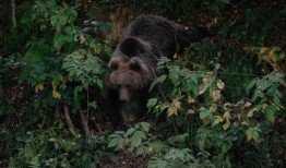 欧洲把掠食者从灭绝的边缘拯救了出来那么，为什么它会杀死成千上万的熊、狼和猞猁呢？