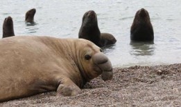 海象群在禽流感爆发一年后减少