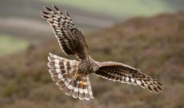 非法捕杀猛禽降至十年来最低水平，但“真实数字可能要高得多”