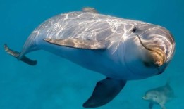 专家称，袭击人类的海豚可能是孤独的