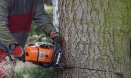 维修工作在T？lzer库尔帕克：城市砍伐树木