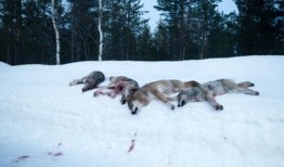 欧洲把掠食者从灭绝的边缘拯救了出来那么，为什么它会杀死成千上万的熊、狼和猞猁呢？