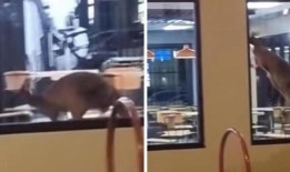 当袋鼠跳进巴塞尔顿肯德基的大门时，员工和顾客都惊呆了