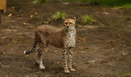 猎豹在动物园短暂生病后死亡