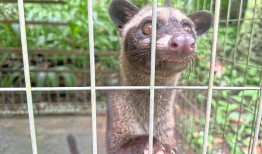 鲁瓦克咖啡：世界上最昂贵的咖啡背后的苦难