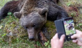 欧洲把掠食者从灭绝的边缘拯救了出来那么，为什么它会杀死成千上万的熊、狼和猞猁呢？