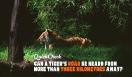 快查：三公里外能听到老虎的吼声吗？
