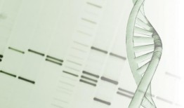 RecA蛋白跳过DNA修复中的“解绕”步骤