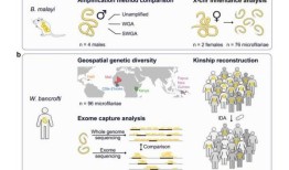 金正恩表示，如果受到攻击，朝鲜将使用核武器
