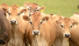 在人类癌细胞中发现牛病毒