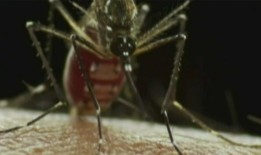 洛杉矶县在不到一个月的时间内报告了第二例登革热病毒病例