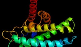 新发现的蛋白质可以保护细胞免受与年龄相关的衰退