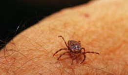 西班牙一名男子因被蜱虫叮咬而感染致命的“眼睛流血”病后死亡
