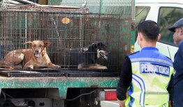 霹雳州行政长官称，州政府将组织“诱捕-绝育”计划，以解决流浪狗问题