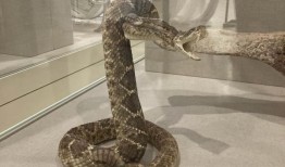 无人认领的行李博物馆：我们在那里发现的五件最酷的东西