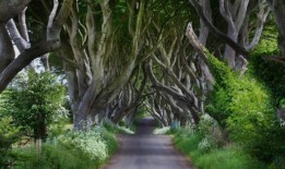 黑暗树篱：6棵《权力的游戏》树将被砍倒