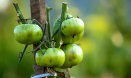 穆里尼奥人工智能聊天工具推出，提供个性化的球迷互动