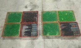 小狗、龙鱼和蝾螈：2023年动物走私案件超过30起