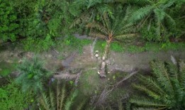 在柔佛与大象共存