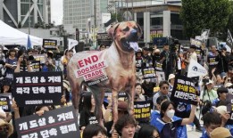 韩国议会通过了禁止狗肉业的里程碑式立法