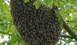 阿拉巴马州发现了一群危险的野生蜜蜂，并对它们实施了安乐死