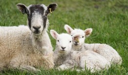 什么是蓝舌病？英国今年首例确诊病例发生在诺福克农场