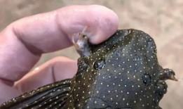 快查：有没有一种鱼是以x战警的金刚狼命名的？