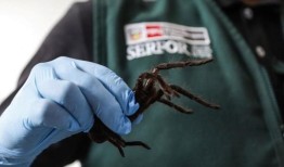 一名男子因试图走私数百只狼蛛在秘鲁被捕