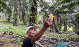 在柔佛与大象共存