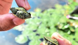 被放归野外的宠物可能是入侵物种，造成生物多样性的丧失