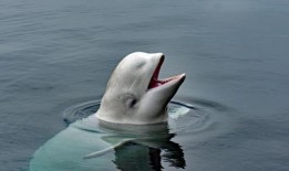 心爱的“俄罗斯间谍鲸”Hvaldimir在神秘的情况下被发现死亡