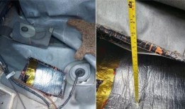 小狗、龙鱼和蝾螈：2023年动物走私案件超过30起