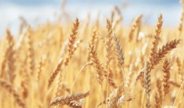 表演家短跑运动员诺亚·莱尔斯以千分之五秒的优势赢得100米金牌