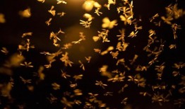 被光弄瞎：研究发现，昆虫可能会在强光下迷失方向