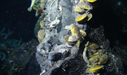 弯曲菌的保守途径和进化转变