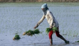 奥巴马、佩洛西尚未支持哈里斯竞选总统，其他人则呼吁团结一致