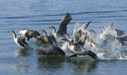 新的旅游限制是为了保护孟加拉国独特的湿地和珊瑚丰富的岛屿