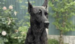 在“令人发指的”暴力事件中，警犬被砖头袭击，6名警察受伤